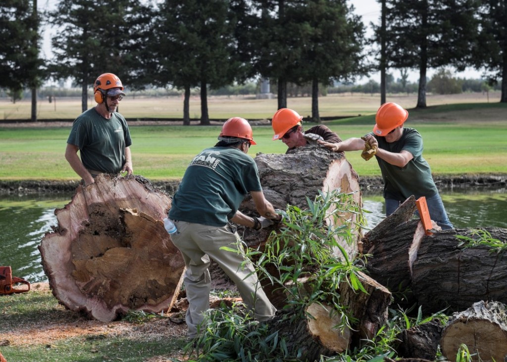 Arborist Services · Sacramento’s Best Tree Care + Arborist