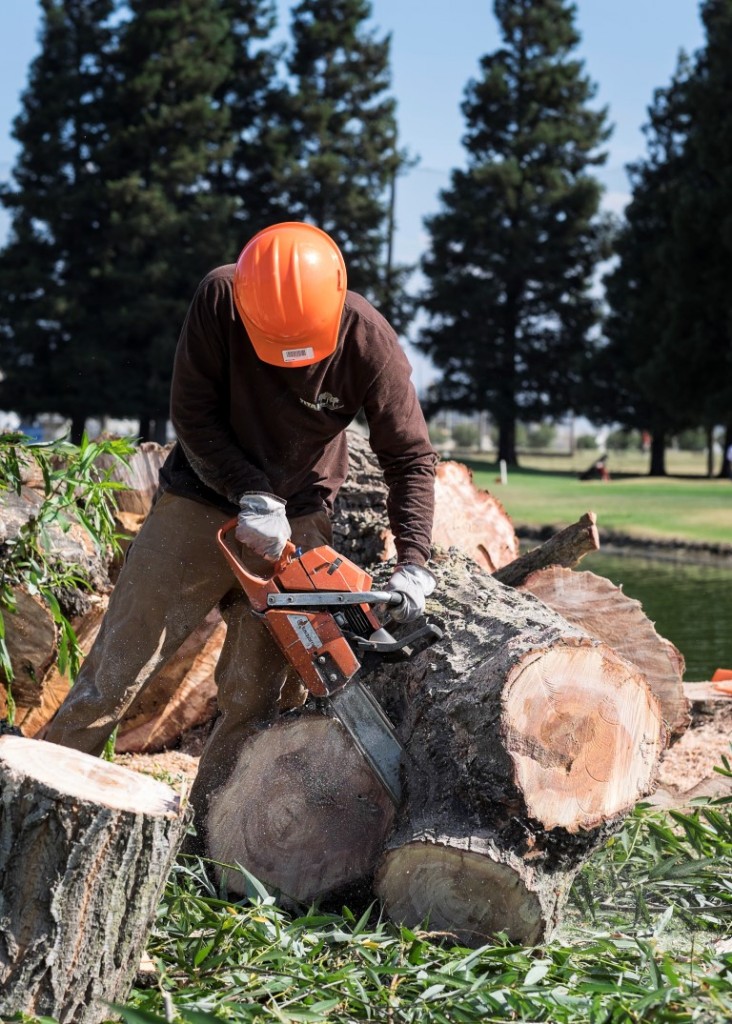 tree service sacramento, sacramento tree care, tree removal sacramento, tree trimming