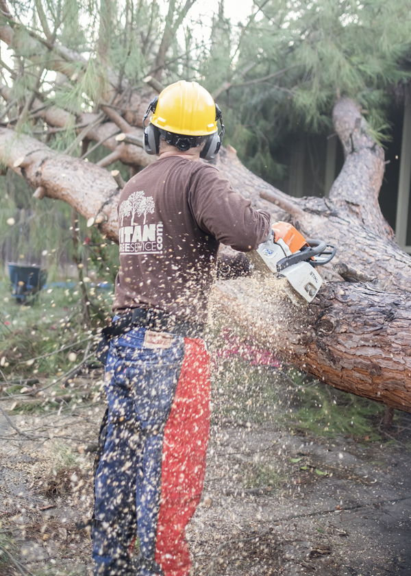 tree care tree removal